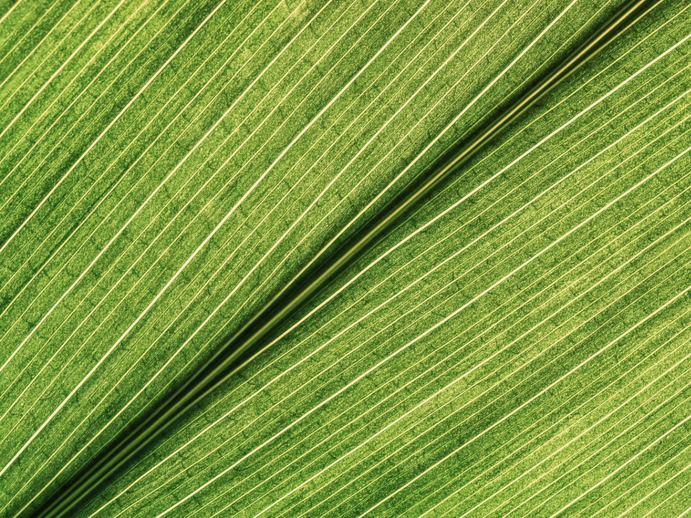 Green Leaf Close-up View