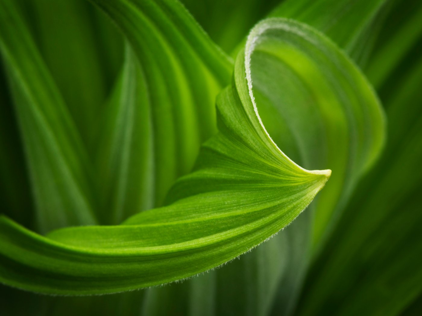 False helebore (Veratrum viride) Corn Lily