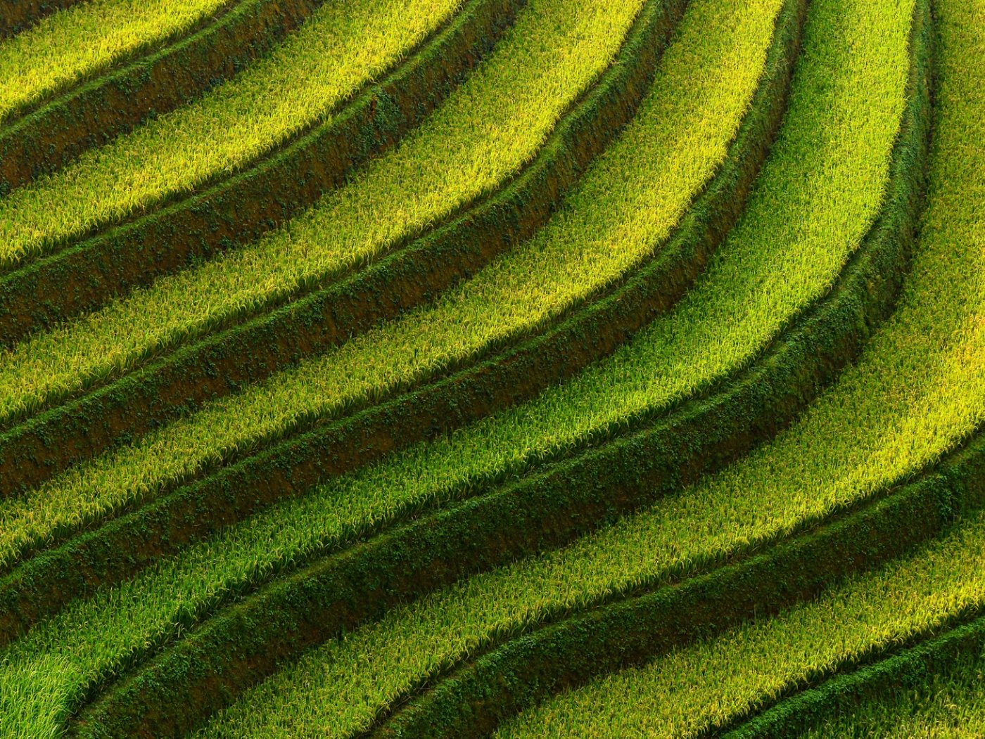 Mu Cang Chai is located in the Northern part of Vietnam at 1000 meters above the sea level. Its terraced rice fields hold the most magnificent beauty that the world has to offer. It is one of the few most beautiful and picturesque places on earth.