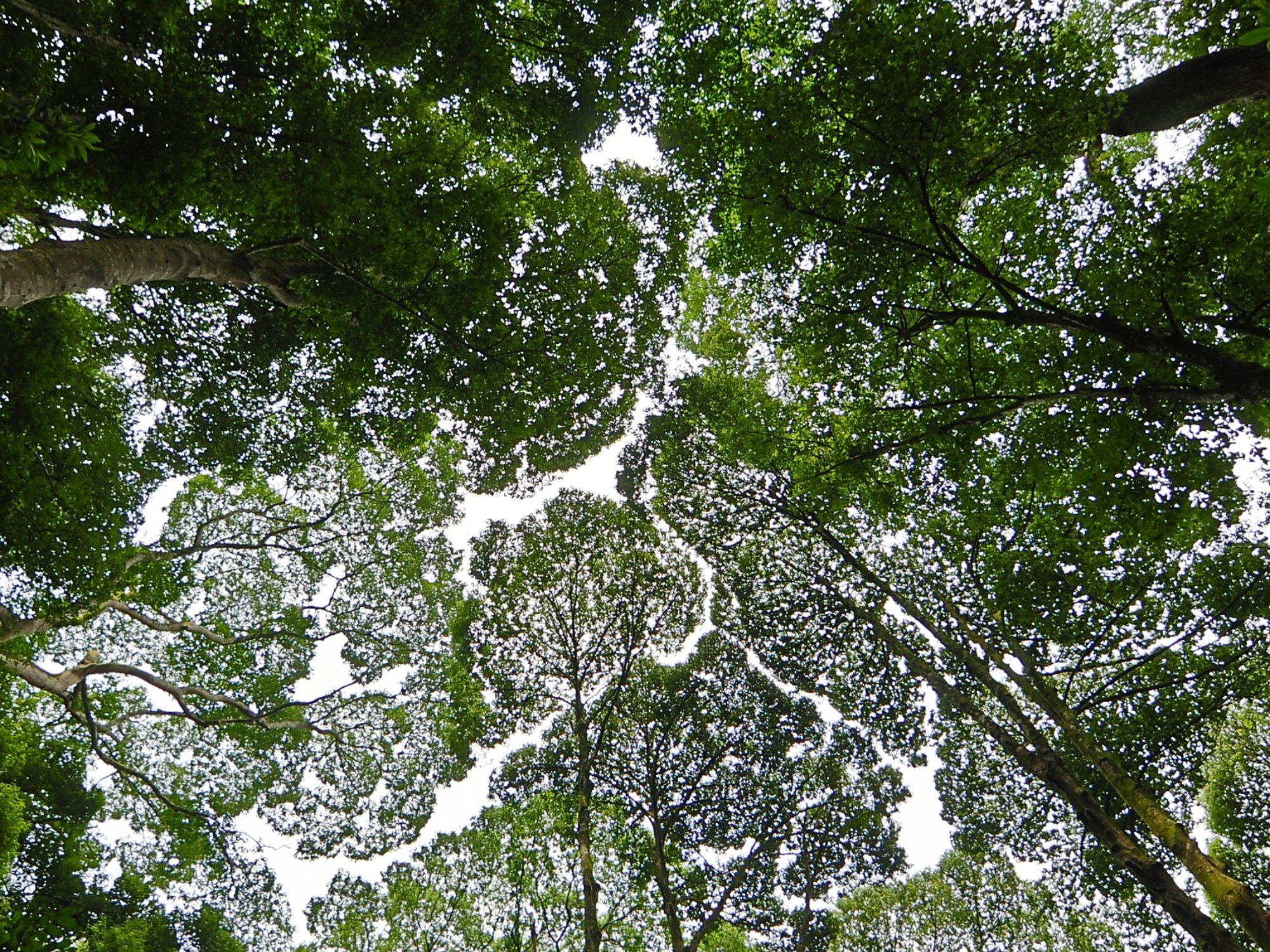 A phenomenon present in some tree species, in which the crowns do not touch each other. Thus, the canopy appears to have channel-like gaps.