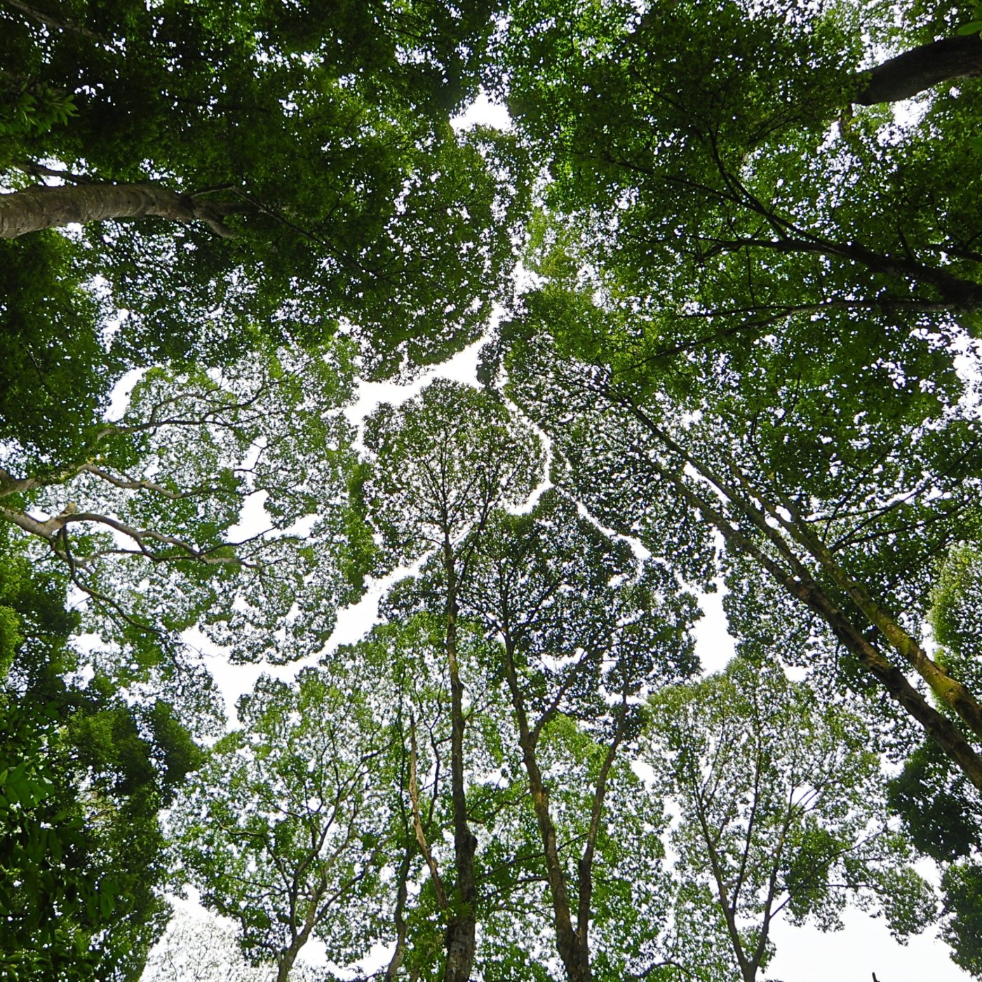 A phenomenon present in some tree species, in which the crowns do not touch each other. Thus, the canopy appears to have channel-like gaps.