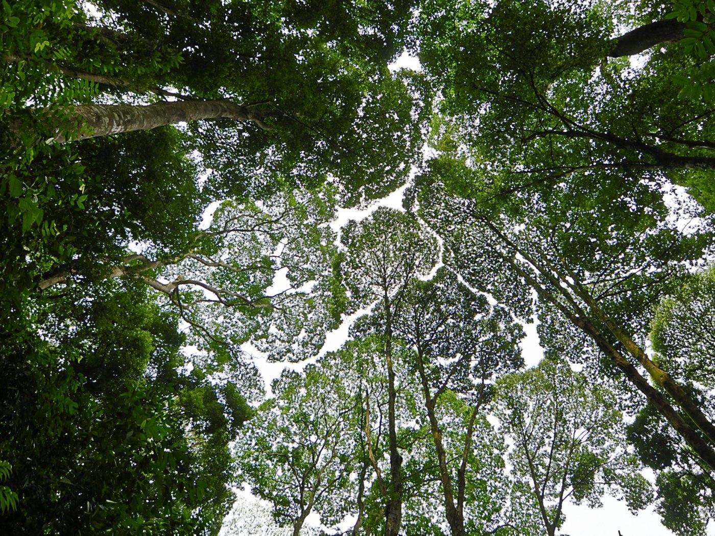 A phenomenon present in some tree species, in which the crowns do not touch each other. Thus, the canopy appears to have channel-like gaps.