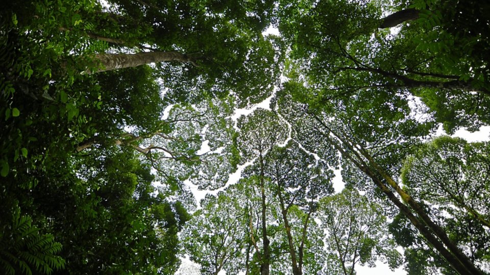 A phenomenon present in some tree species, in which the crowns do not touch each other. Thus, the canopy appears to have channel-like gaps.