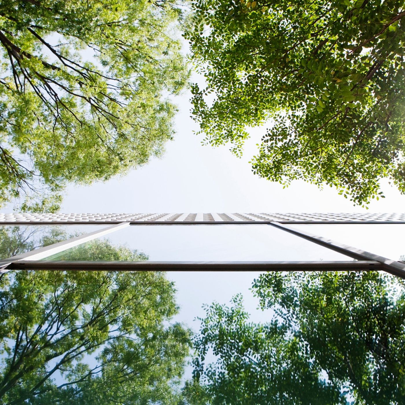 Glass-walled building reflecting trees. This is shoot with a composition to look up from a lower place.