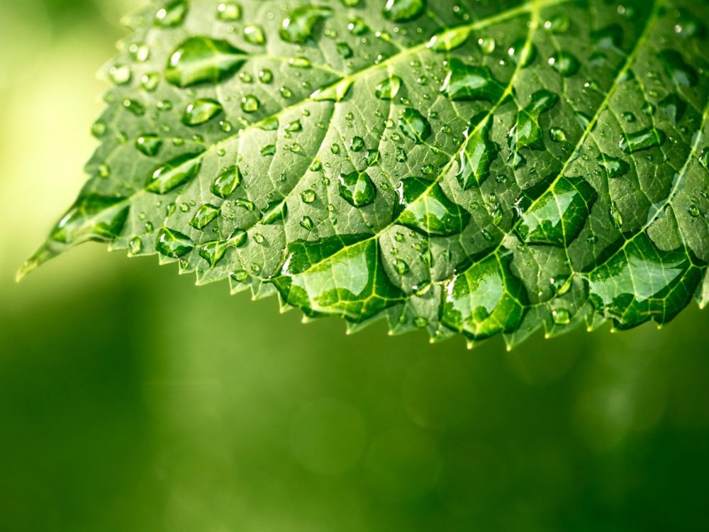 Macro shot of water droplets on a leaf, copyspace in the lower area, green background, 