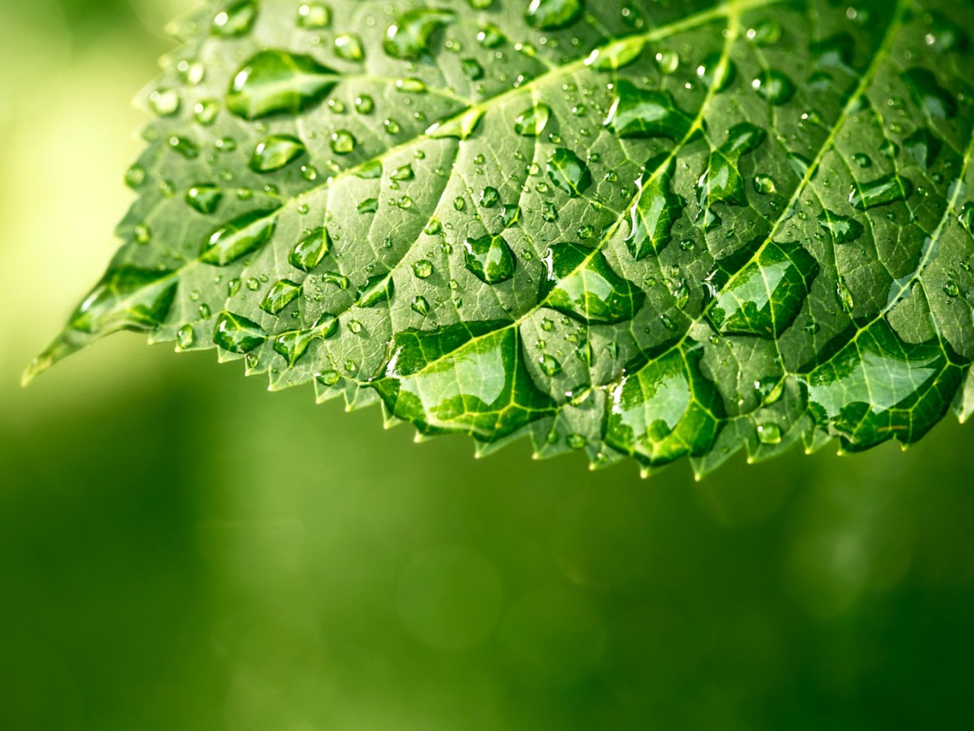 Macro shot of water droplets on a leaf, copyspace in the lower area, green background, 