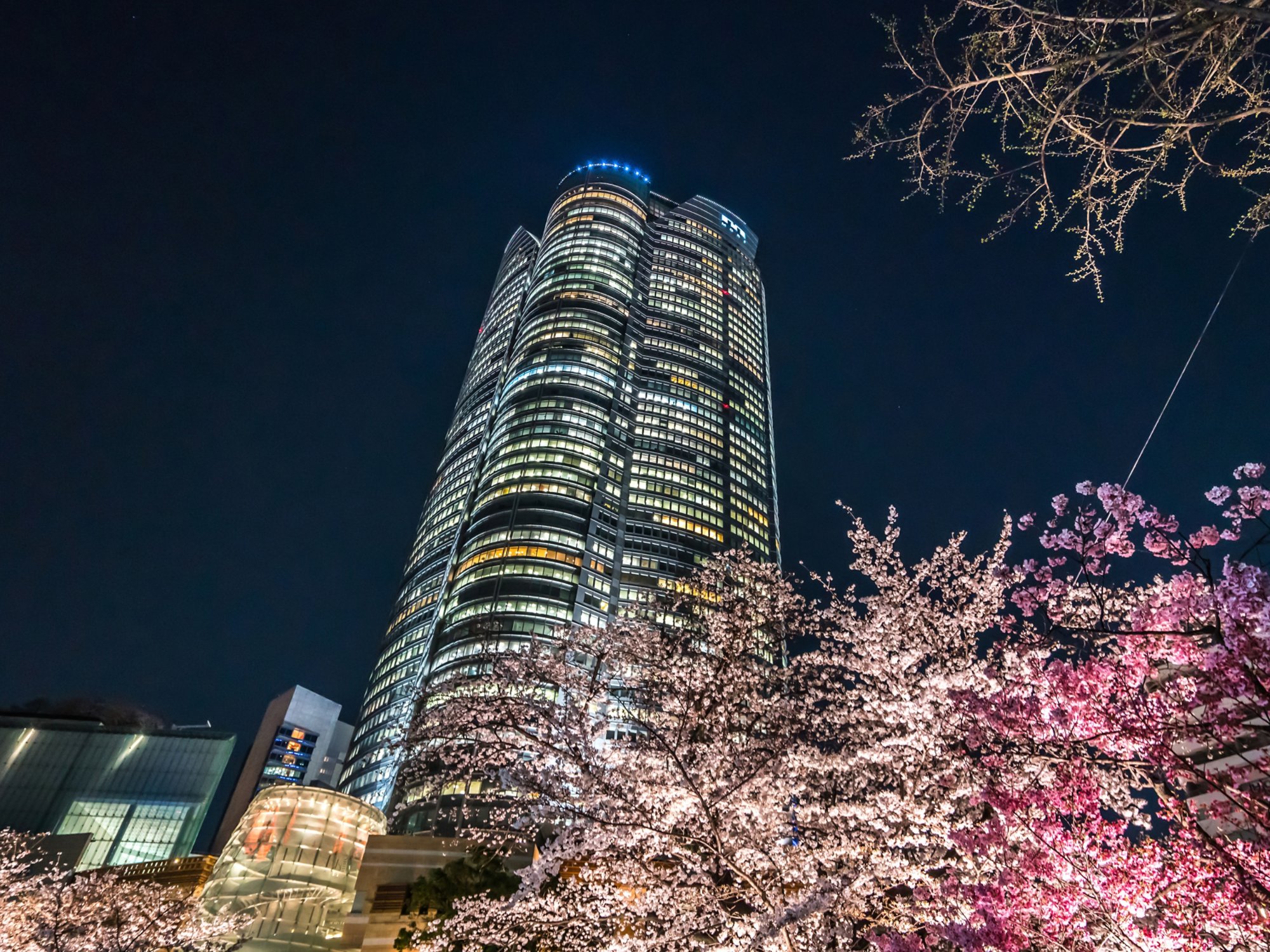 Tokyo Japan - March 27, 2019: Cherry blossoms at night, Roppongi Hills Mori Tower