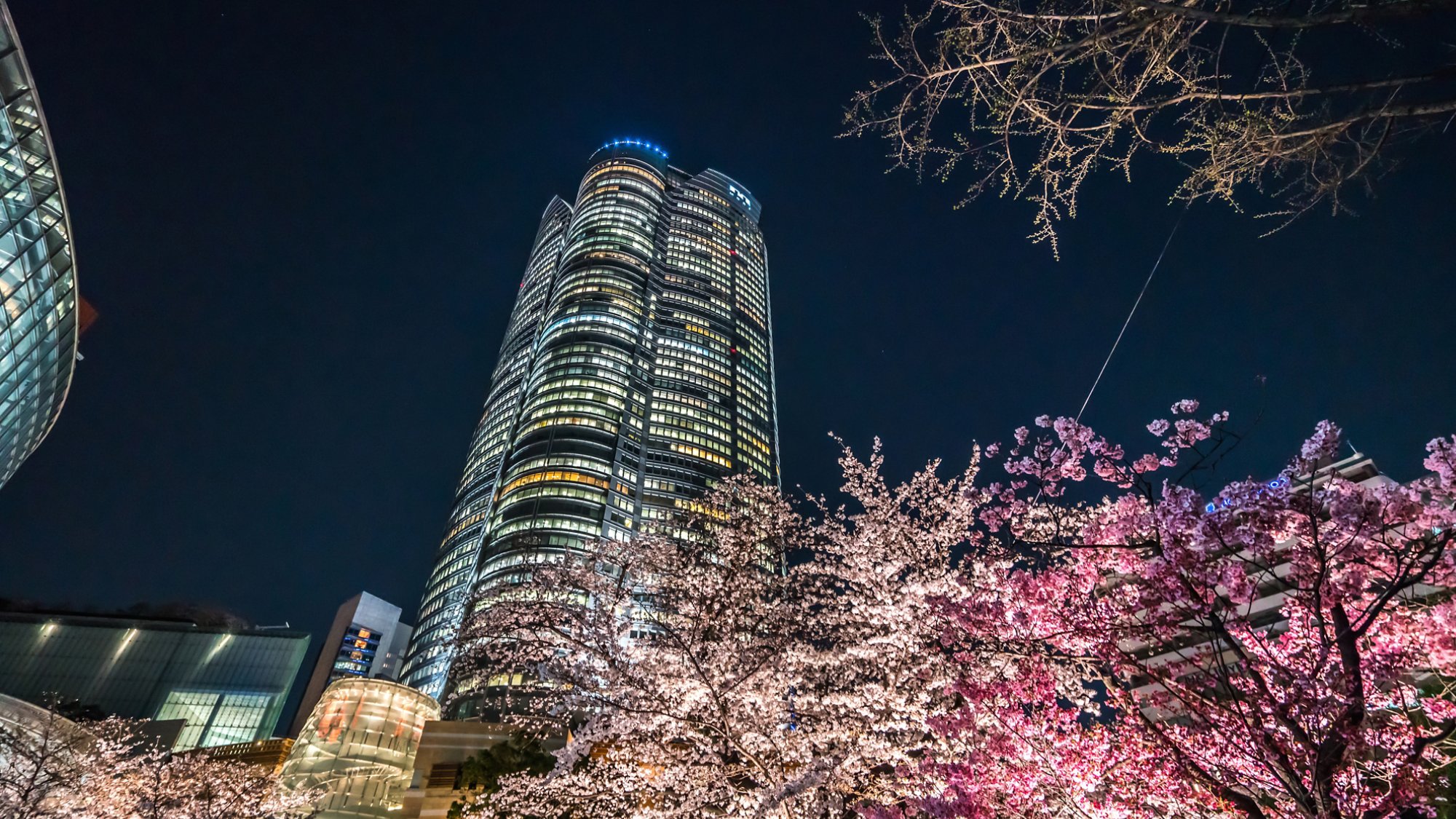 Tokyo Japan - March 27, 2019: Cherry blossoms at night, Roppongi Hills Mori Tower