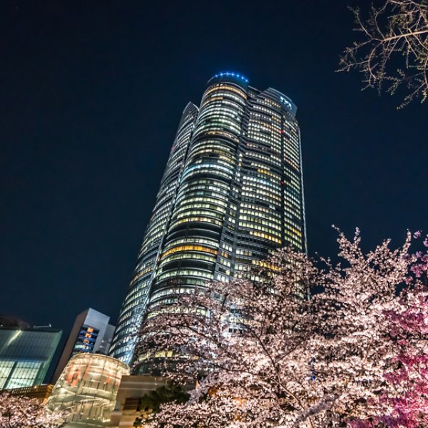 Tokyo Japan - March 27, 2019: Cherry blossoms at night, Roppongi Hills Mori Tower