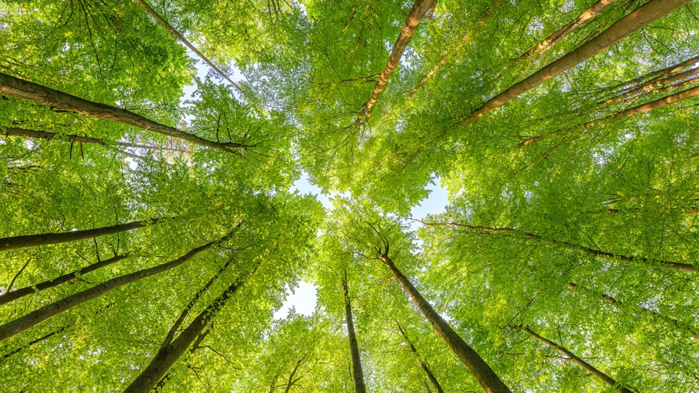 Springtime forest with setting sun shining through leaves and branches. Nature, forestry, habitat, environment and sustainability concepts