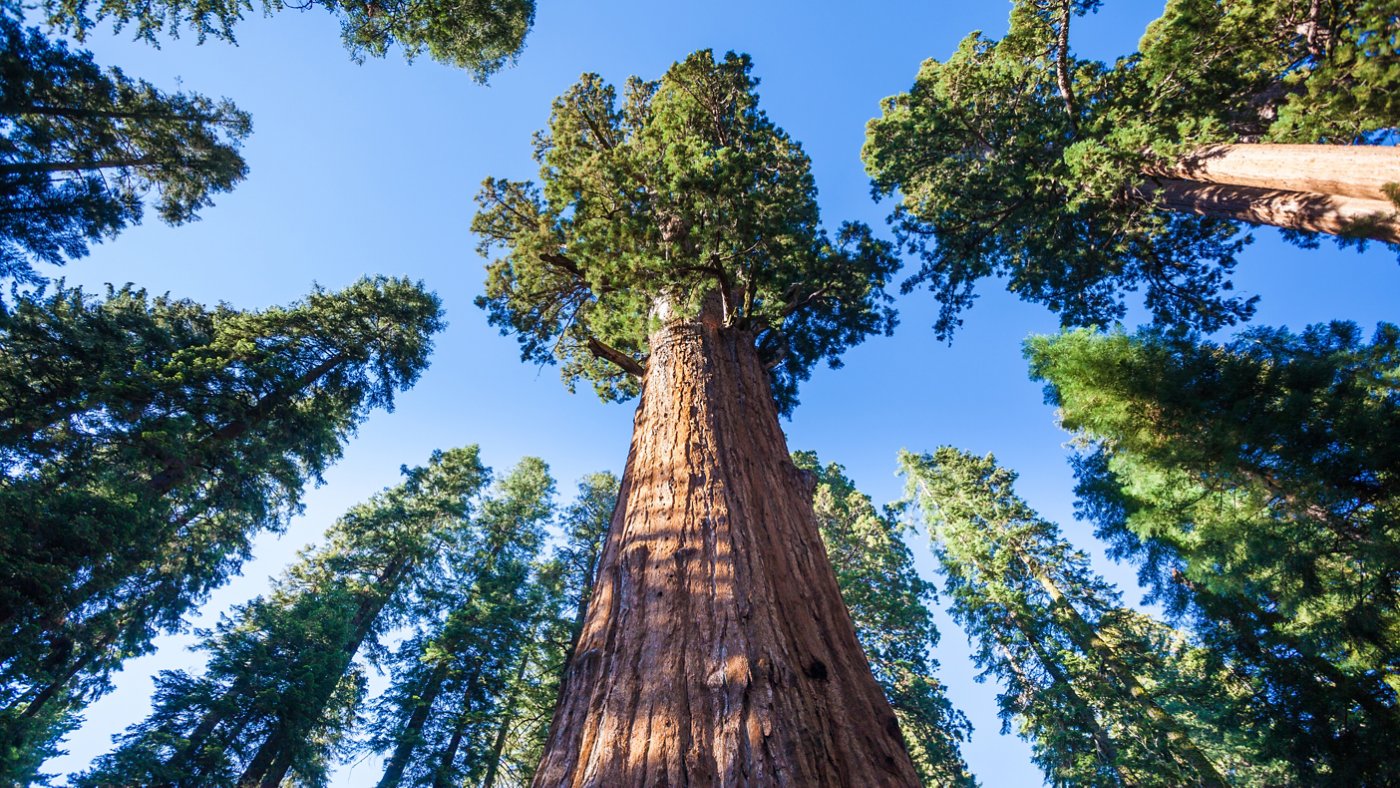 General Sherman Tree in Sequoia National park