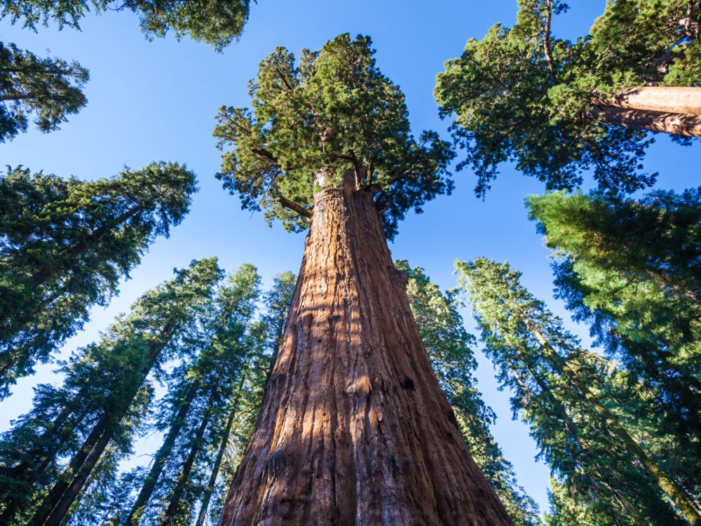 General Sherman Tree in Sequoia National park