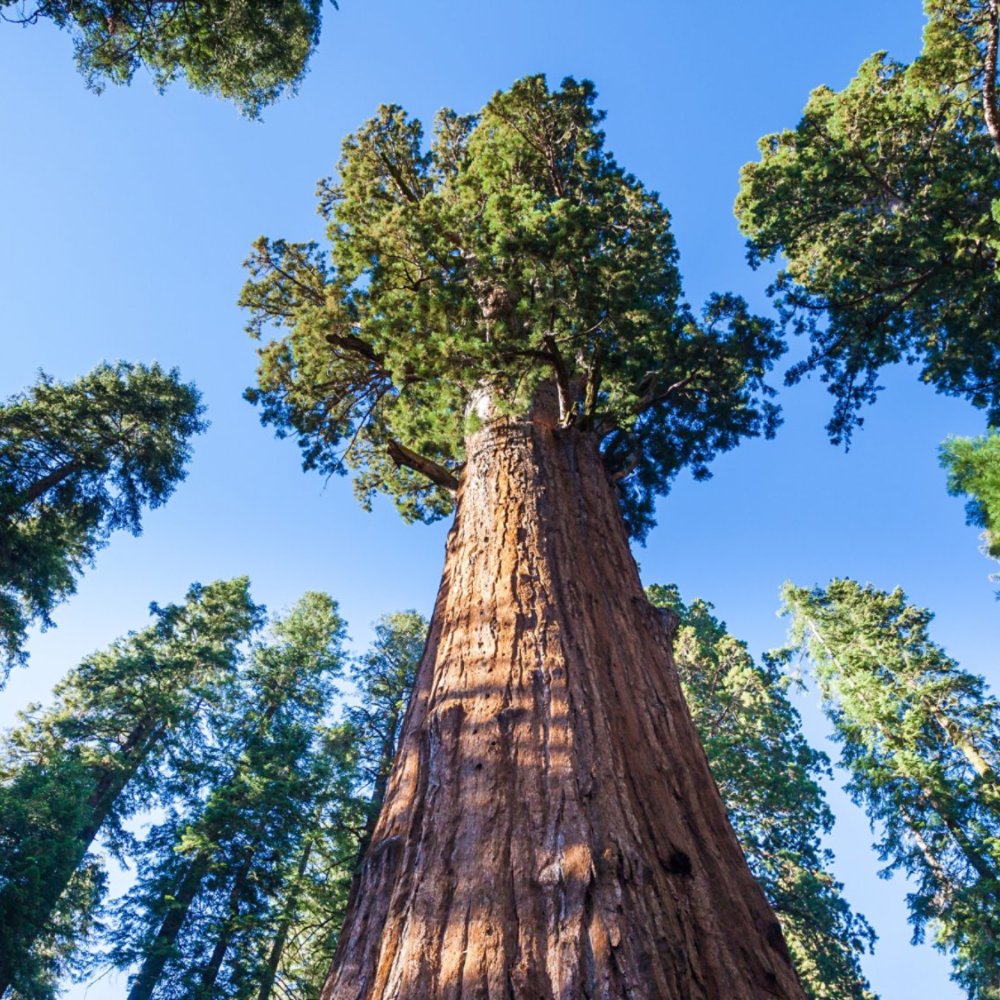Towering redwood trees dominate the scene, reaching high into a clear blue sky. The image captures the grandeur of nature in a dense forest environment. Sunlight filters through the canopy, highlighting the textures of the bark and the vibrant green foliage.