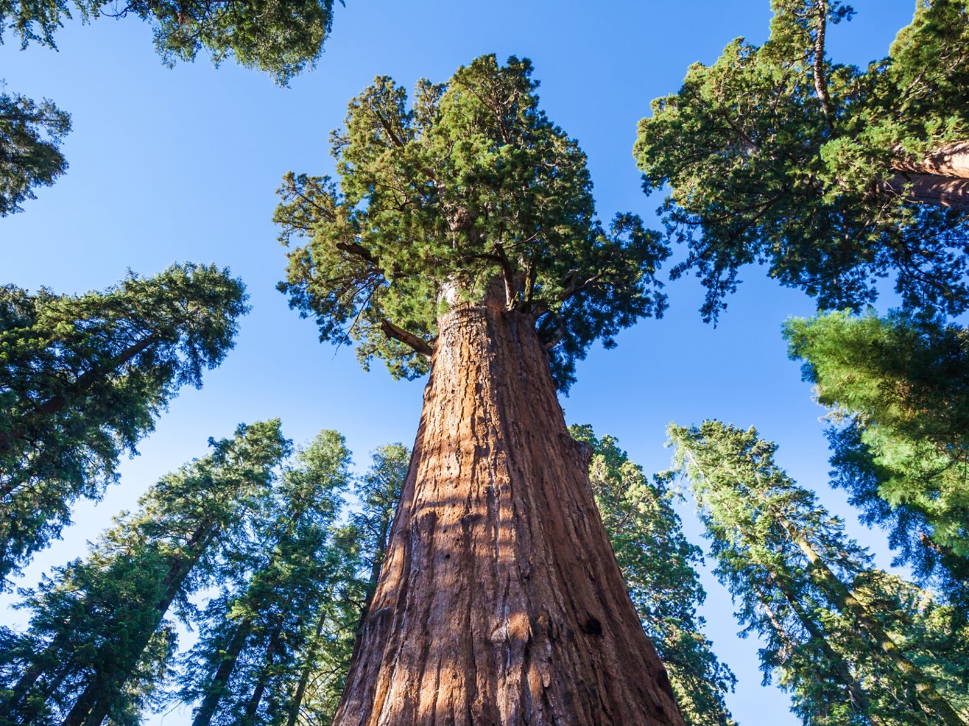 General Sherman Tree in Sequoia National park