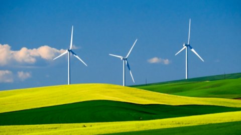 Wind generators in canola and white fields