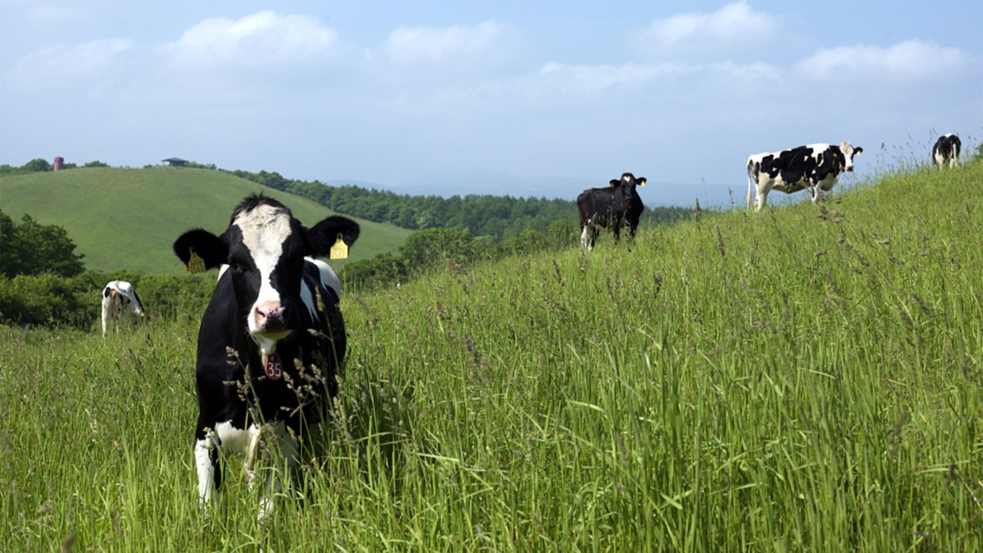 cows on megmilk farm