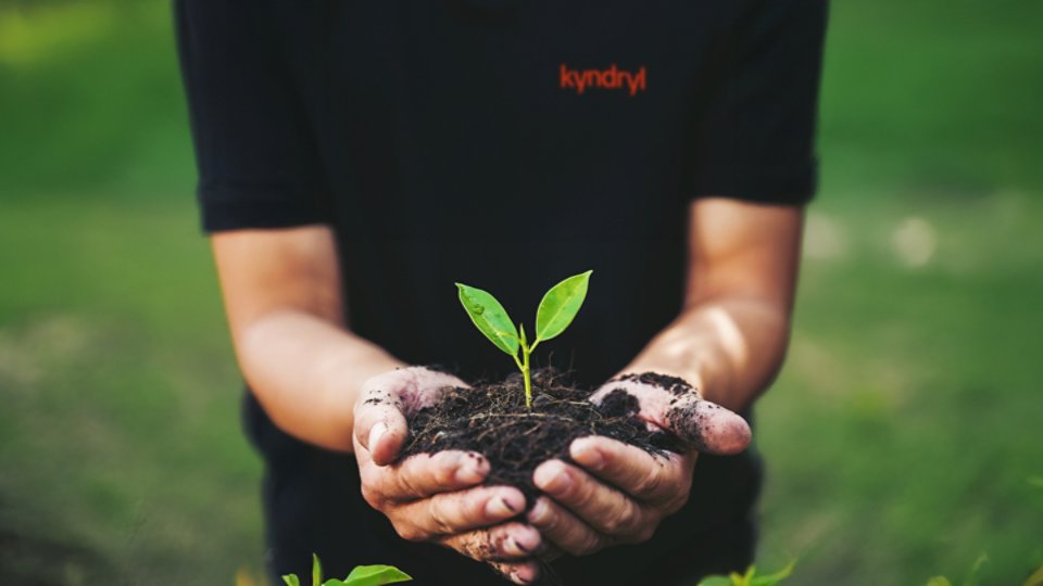Sponsorship One Tree Planted volunteer sapling