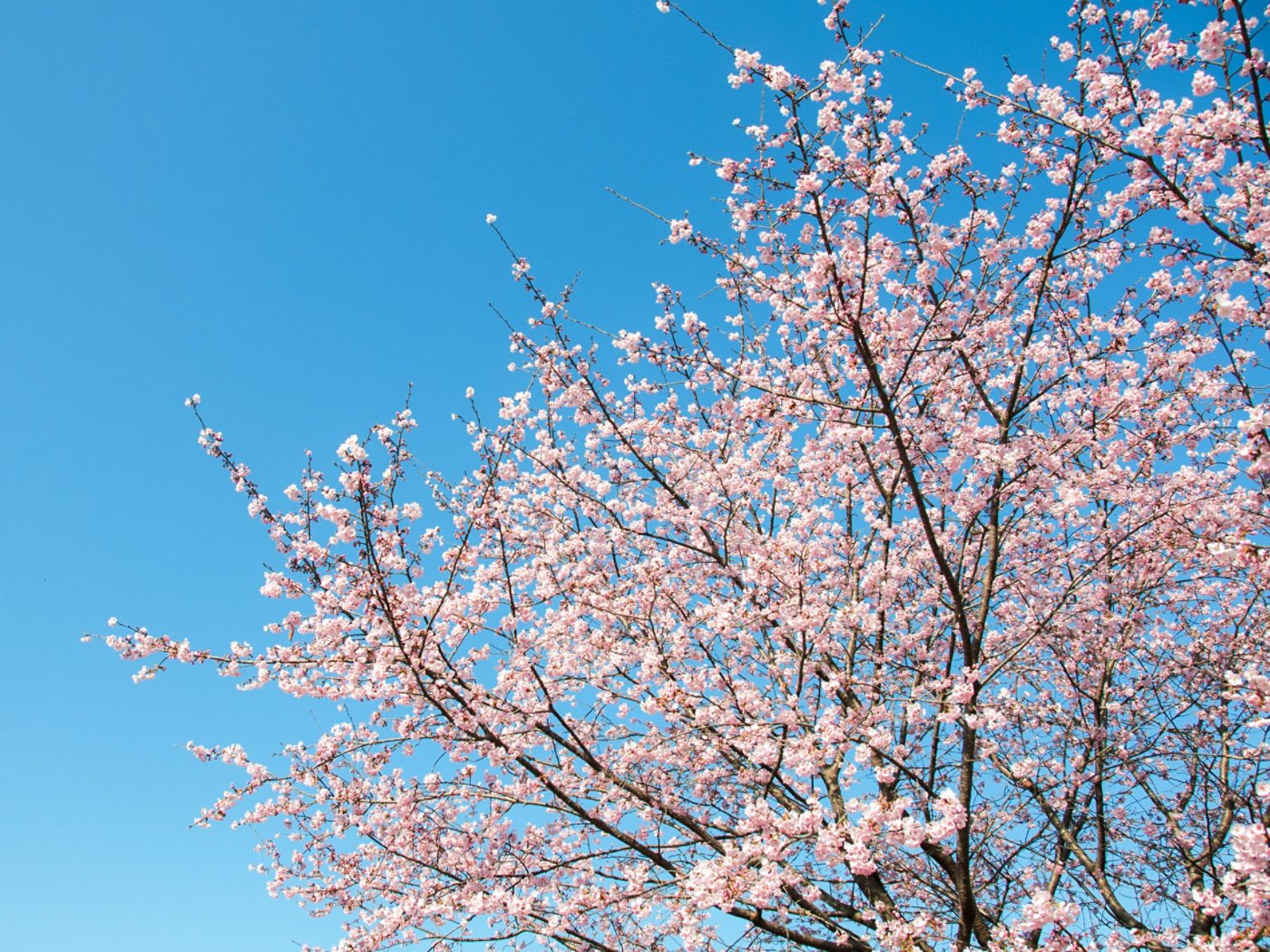 Cherry tree in full bloom under blue sunny sky in Japan in spring