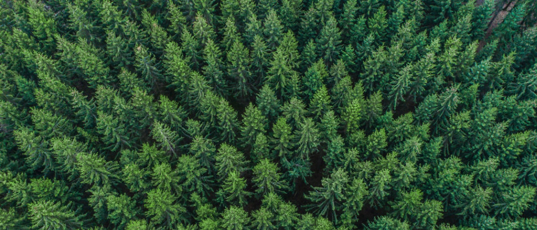 Aerial view of a forest of evergreens