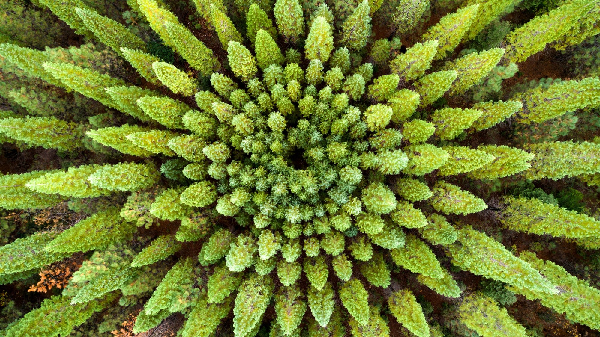 A blonde haired woman lays on a blanket in a perfectly symmetrical forest called a Nelder Plot.