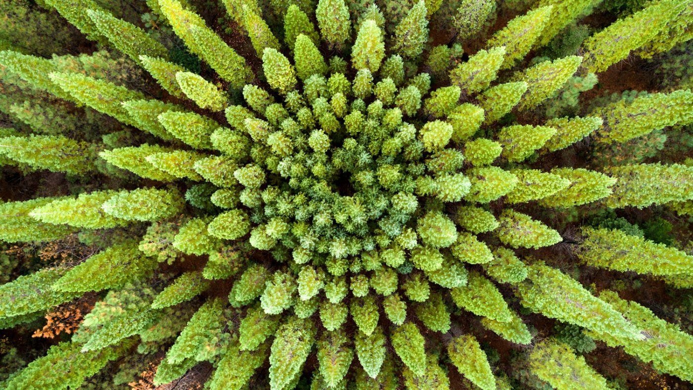 A blonde haired woman lays on a blanket in a perfectly symmetrical forest called a Nelder Plot.