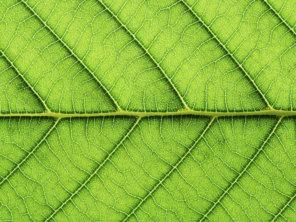 leaf vein abstract natural pattern background. diagonal stem line. green eco environmental and earth conservation concepts.