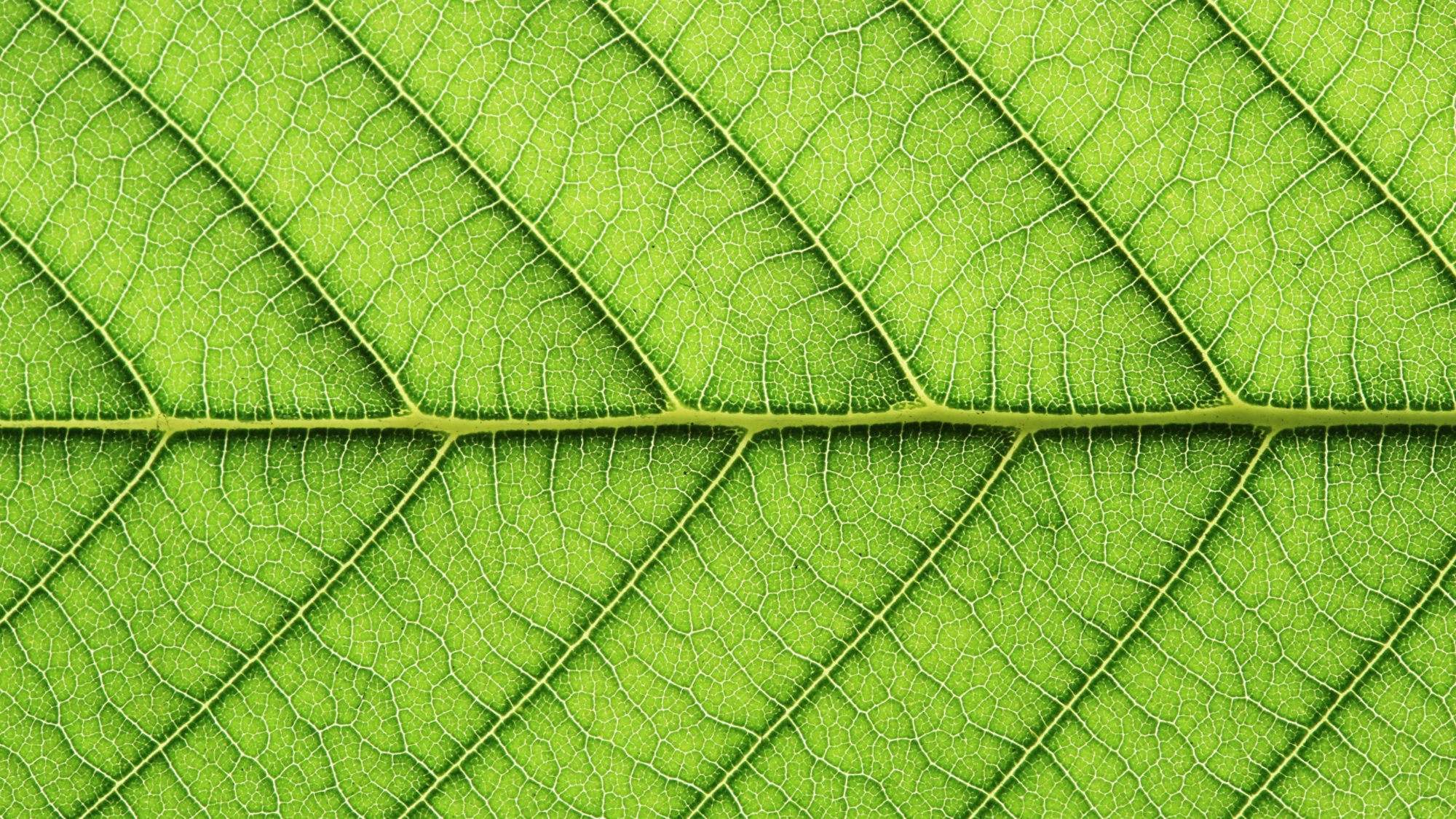 leaf vein abstract natural pattern background. diagonal stem line. green eco environmental and earth conservation concepts.