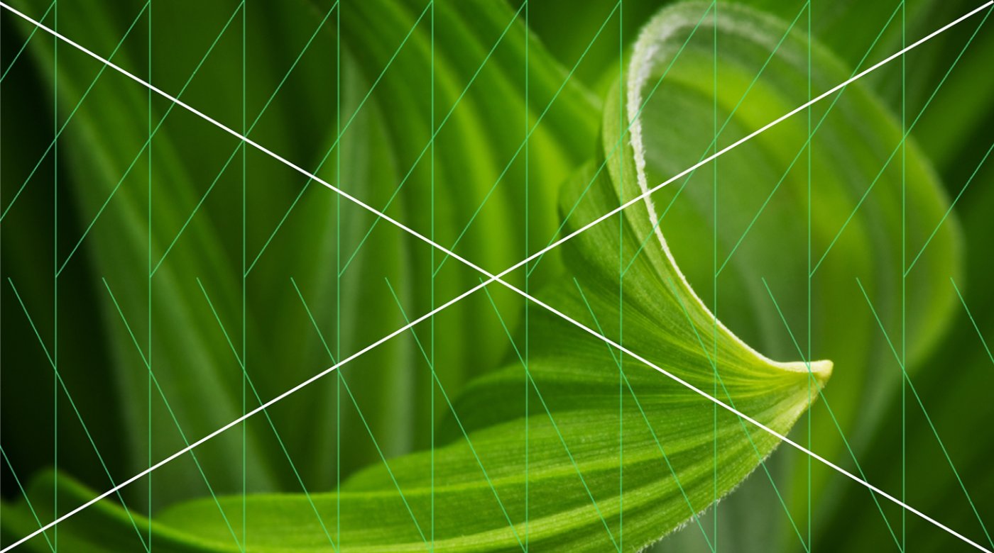 Trellis-misuse-