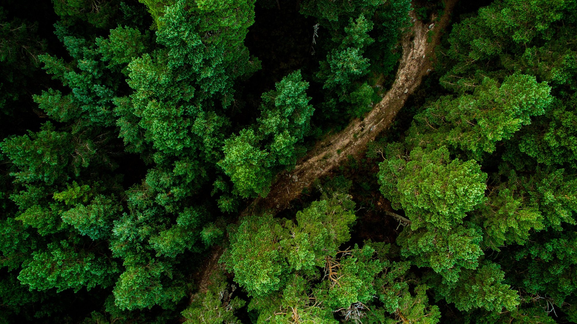 aerial view of the forest