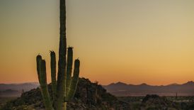 A Saguaro Cactus at sunrise.