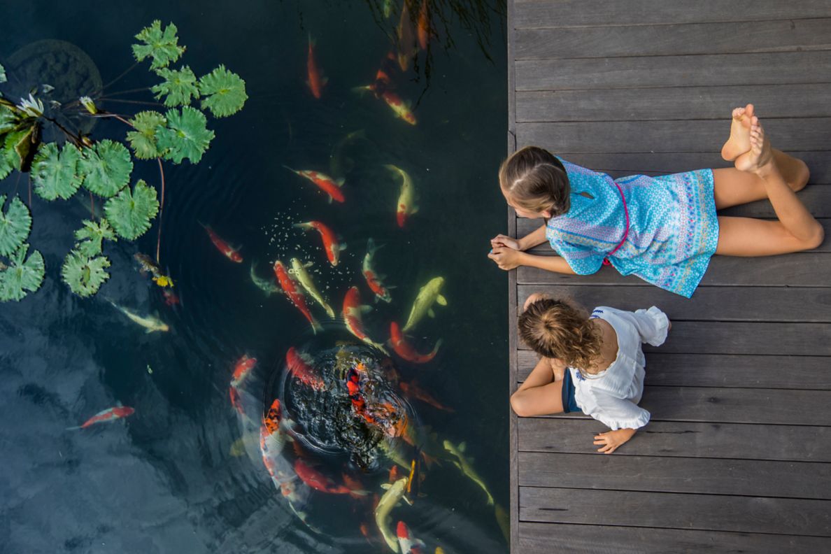 Two children viewing koi from the dock.