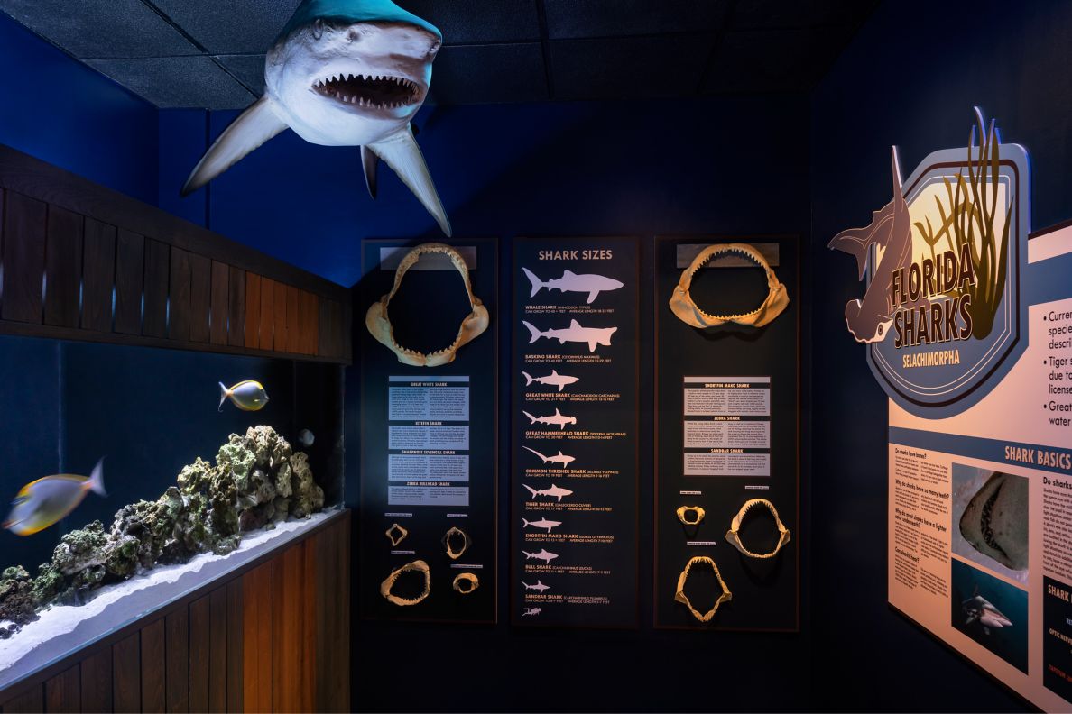 A shark room with various skeletons and information throughout.