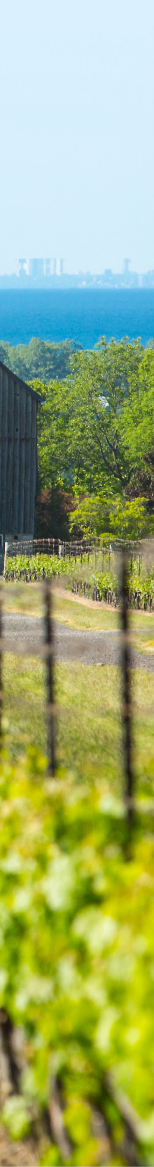 Vineyard with rows of grape vines and trees in the background.