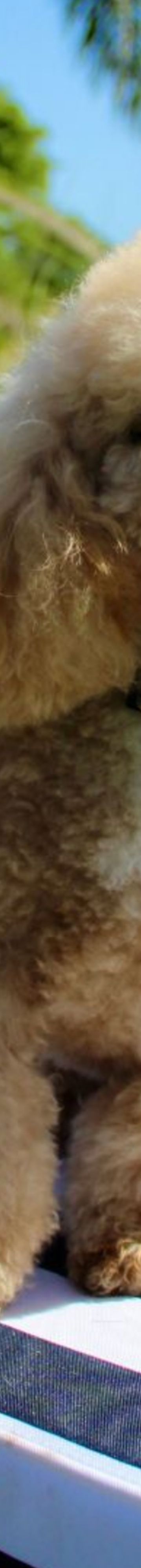 pet-friendly-resort-11089