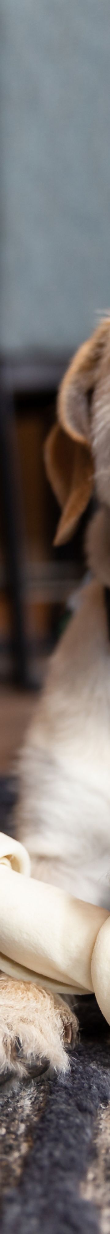 Pet-Friendly Hotel 2