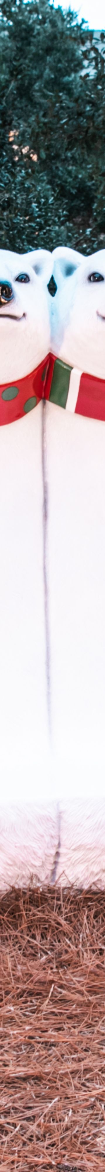 HolidayStrollPolarBe37768