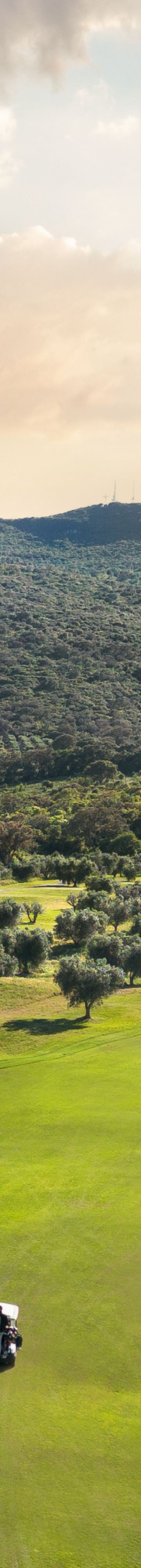 Golf olive trees 20235