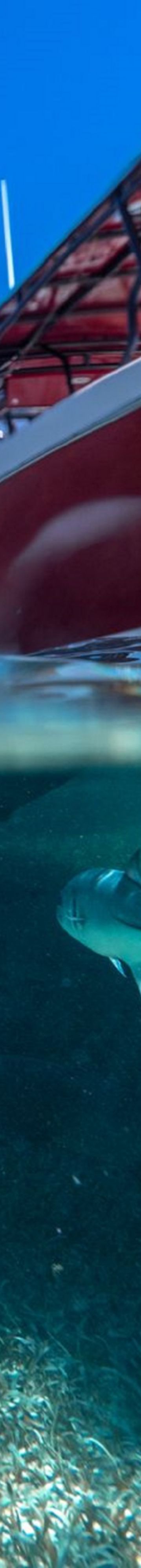 Reel Escape Private Chart