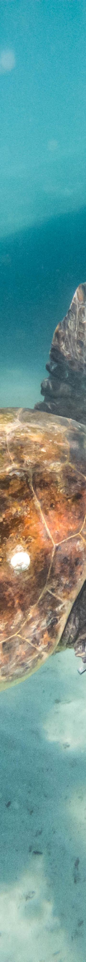 Caretta Caretta turt26310