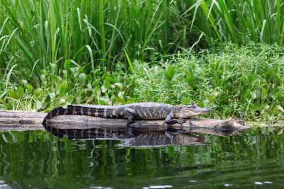 Alligator in swamp.