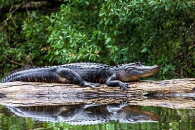 Large alligator along the water