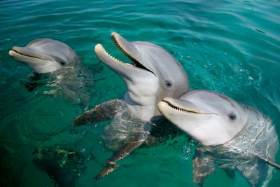 Three dolphins in the water