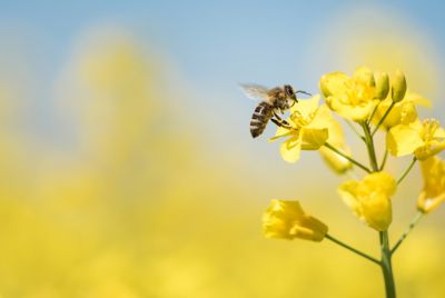Bee flying near yellow flower