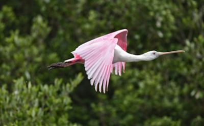 bird with pink wings flying