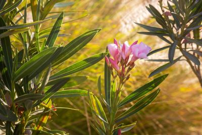 Pink flower surrounded by green leaves