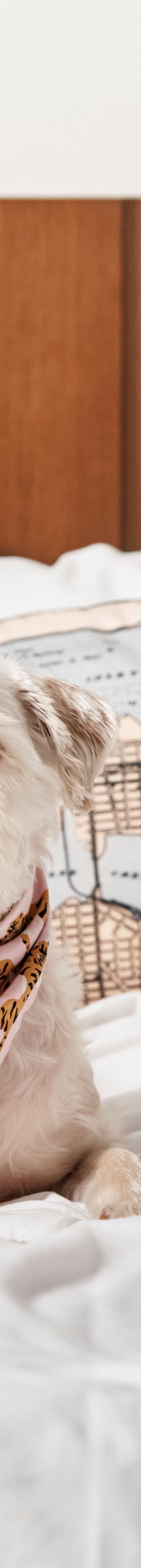 dog-guestroom-bed-19266