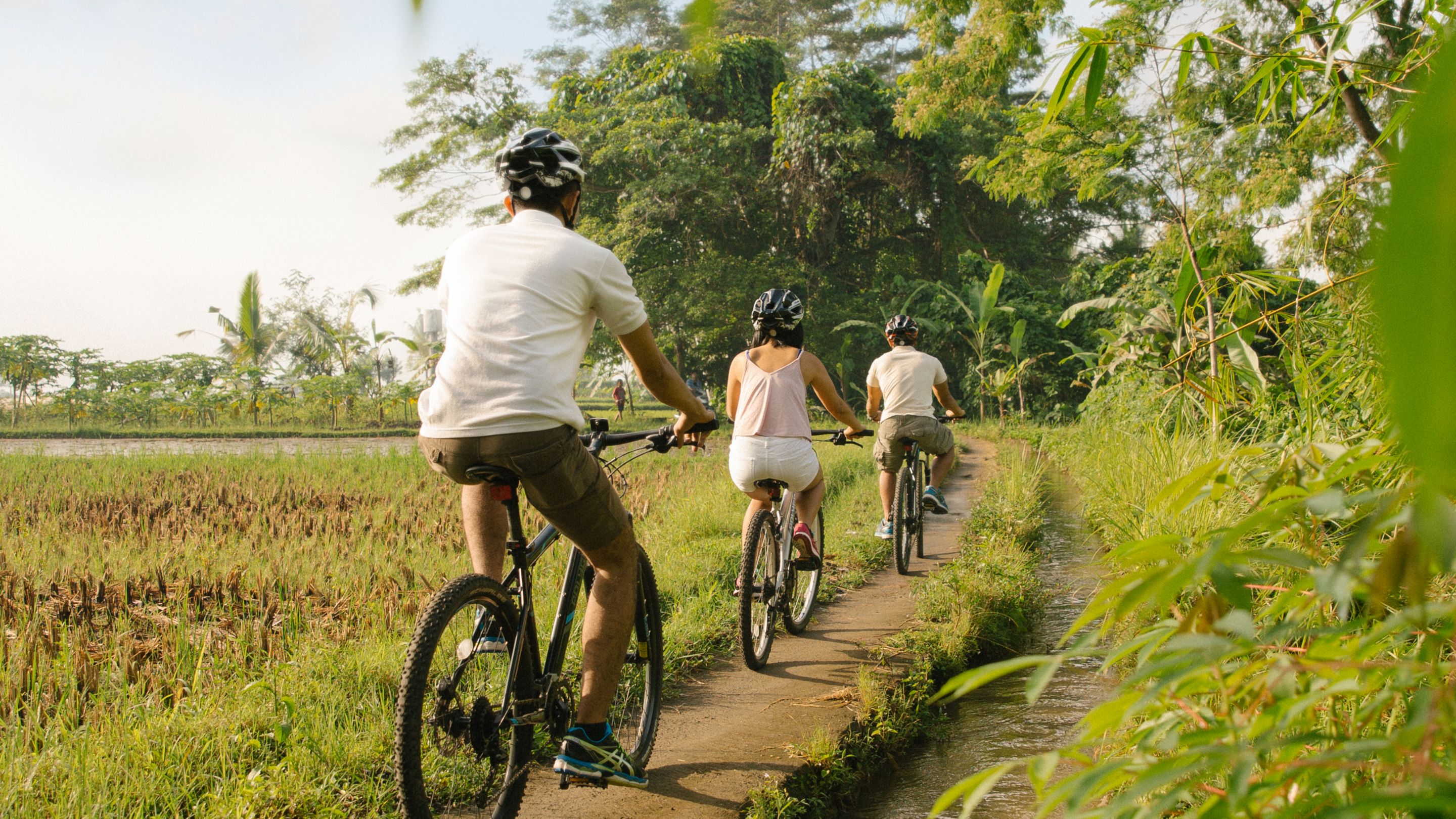 Three people ride single file along rice fields