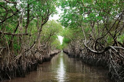 A view of the Everglades surrounded with plants and trees