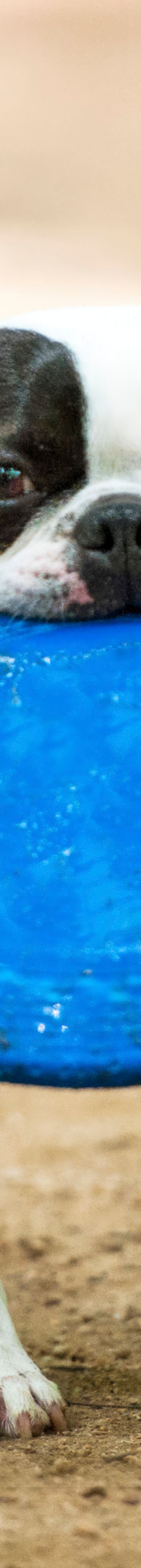 beach-with-dog-37588