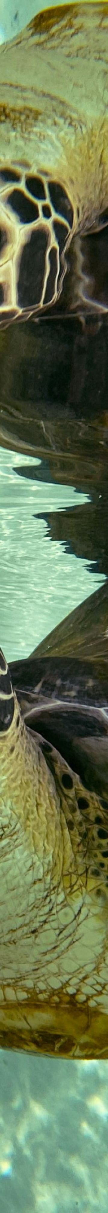 Turtle Swimming 14709